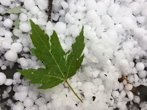 Sudden hail storm, June 28,2017. Shot in Manotick