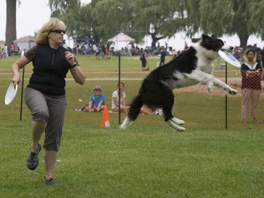 It was the third year the Airborne Disc Dog Club of Ottawa attended the Animals R Us Festival in Victoria Park in Cobourg on Saturday.  Pat Nadarajah watches as her dog Rev (Boarder Collie) does gets airborne as he does some amazing catches with the disc.