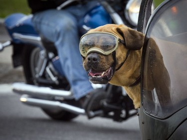 Missy was all set for The Telus Ride For Dad on Saturday, starting at the Canada Aviation and Space Museum.