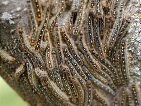 Forest tent caterpillars in Bells Corners on Thursday, June 15, 2017.