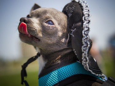 Poochie a blue chihuahua was dressed in a sombrero at the Ottawa Dog Festival on the grounds of the RA Centre Sunday June 11, 2017.   Ashley Fraser/Postmedia