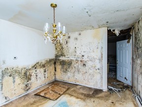 Mould can not only create extensive damage to your home, it can cause serious health problems.