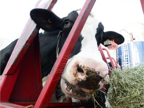 Unconcerned about Latin labels, a dairy cow eats calmly at the Canadian Agriculture and Food Museum in Ottawa. (Photo: CP)