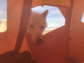 An Arctic wolf visits Paul Sokoloff, who was at Lake Hazen on Ellesmere Island.