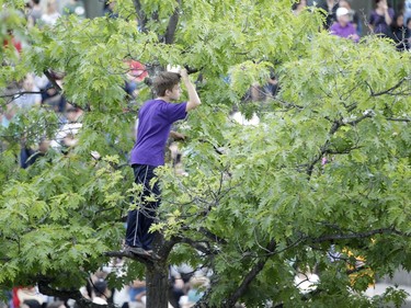 One young fan gets a lofty view of Kumo, a massive mechanical spider from La Machine, near Notre Dame Cathedral Basilica in Ottawa on Thursday evening.