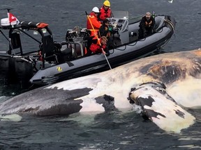 Researchers examine one of the six North Atlantic right whales that have died in the Gulf of St. Lawrence in a recent handout photo. The Canadian Coast Guard and Fisheries and Oceans hope to beach a dead right whale on a Prince Edward Island shore today in an effort to learn what has killed at least six of the endangered mammals in recent weeks.