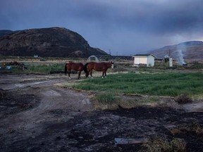 Horses that survived a wildfire stand outside a neighbouring home to feed after numerous homes were destroyed by fire on the Ashcroft First Nation, near Ashcroft, B.C., late Sunday July 9, 2017. Ranchers in the centre of British Columbia&#039;s cattle country are facing &ampquot;heartbreak&ampquot; as they return to scorched fields, dead and displaced livestock and damaged infrastructure following weeks of wildfires. THE CANADIAN PRESS/Darryl Dyck