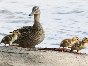 File photo of a mother duck and ducklings