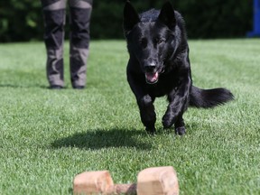 Checker will be competing in the 2017 Canadian German Shepherd Dog Championships at Twin Elm Rugby Park Aug. 2-6.