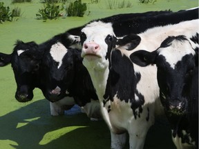 There has been so much rain this year that the Lanark Federation of Agriculture has sent a letter to the provincial minister of agriculture asking for consideration for disaster relief. Lillian Drummond is a dairy farmer near Almonte and the secretary of the Lanark Federation of Agriculture.   The cows are standing in their usually dry field.  Photo by Jean Levac   ORG XMIT: 127214
Jean Levac