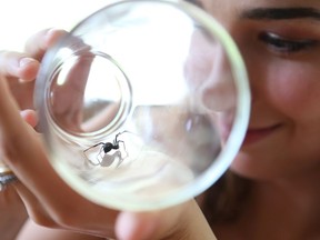 Christy Canning watches the black widow spider that her family found in some grapes.