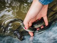 Eels being rleased into the Ottawa River. (Photo credit: Martin Lipman / Ottawa Riverkeeper)