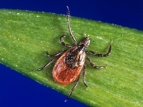 This photo provided by the U.S. Centers for Disease Control and Prevention shows a blacklegged tick — also known as a deer tick.