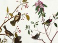 Audubon: Beyond Birds, Plants portraits and conservation heritage of John James Audubon
NRC Reasearch Press 2009