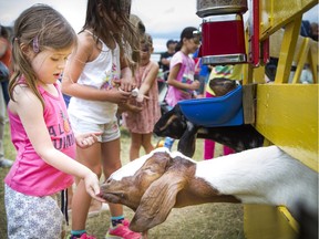 Three-year-old Devan Basset feed some goats a little snack Saturday. People came out to enjoy the The Capital Fair with the World's Finest Midway, a petting zoo, pony rides and and lots more to entertain a family Saturday, Aug. 19, 2017.