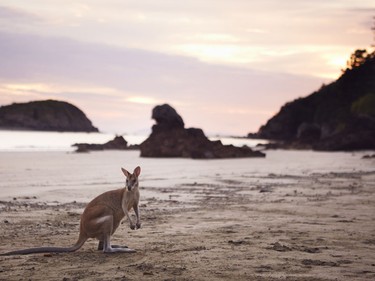 Kangaroo, Cape Hillsborough, Queensland.