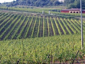 FILE - This Sept. 14, 2007 file photo shows a view of the hillside vineyards in the hamlet of Castelcerino above the village of Soave, Northern Italy. The Italian wine grape harvest is having its earliest start in a decade due to the effects of the summer 2017 heatwave and drought. (AP Photo/Martino Masotto, file)