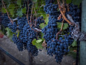 Ripe grapes hang on vines protected from birds with a net at the Okanagan Valley's River Stone Estate Winery in Oliver, B.C.,