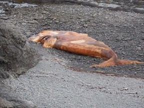 A dead North Atlantic right whale is shown in this undated handout image in the River of Ponds area in western Newfoundland. The federal government says vessels of 20 metres or more in length will be ordered to slow down in the Gulf of St. Lawrence as it tries to protect right whales who frequent the waters. Ten of the endangered mammals have died in the gulf since early June with preliminary necropsy reports indicating the whales died of either entanglements with fishing gear, or from blunt tra