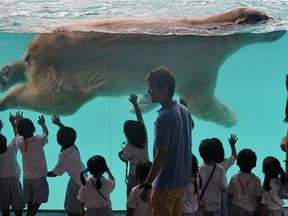 Schoolchildren watch as "Inuka", a male polar bear, swims in its pool enclosure at the Singapore Zoo on May 29, 2013. Zoos are no longer defensible, says Animal Justice. ROSLAN RAHMAN, AFP/Getty Images