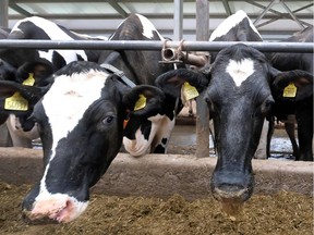 Cows look out of a stabling inside a cow shed at a dairy farm