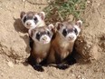 Black-footed ferrets have recovered from the brink of extinction, says CAZA, thanks in part to the efforts of zoos. Photo courtesy of Parks Canada
