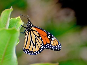 Jeremy Kerr, a buuterfly expert at the University of Ottawa, says monarch butterflies are having a 'stellar year.'
