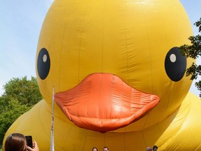 Big Mama, the world's largest rubber duck, made its ways to Brockville on Thursday. Sabrina Bedford/Postmedia