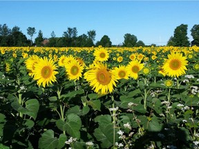 Kricklewood sunflower farm