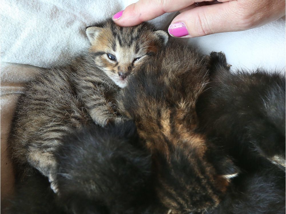 Ottawa Kitten Rescue