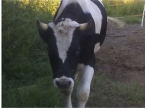 This Holstein bull is back home after a big adventure this week.