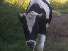 A farmer in Pontiac, Que. found a wandering cow on her property on Tuesday and MRC des Collines police are asking for the public's help to locate the bovine's owner.