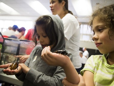 L-R Nine-year-old Lanya Eloulidi and her sister, seven-year-old Ayah Eloulidi, play with madagascar hissing cockroaches during Bug Day.   Ashley Fraser/Postmedia