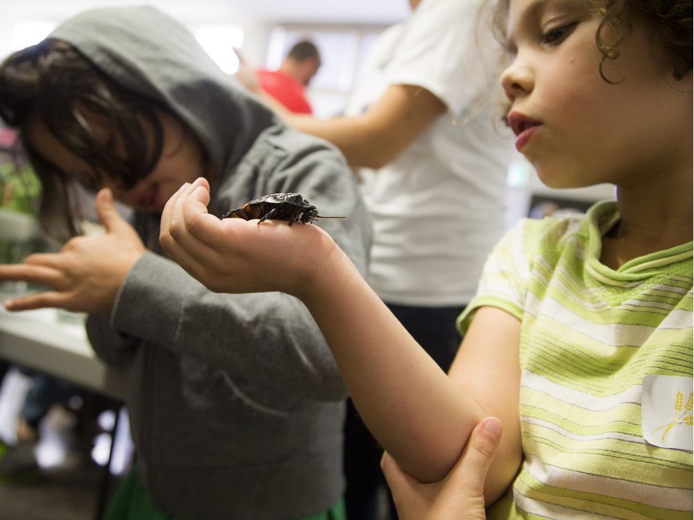 Bug Day has things buzzing at the Experimental Farm | Ottawa Citizen