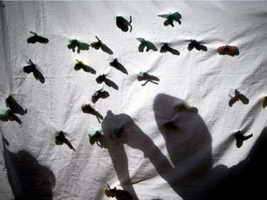 Youngsters pick fake butterflies off a sheet hanging in the Bug Day play area at the Central Experimental Farm.   Ashley Fraser/Postmedia