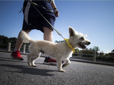 The Ottawa Humane Society held its biggest fundraiser of the year, the Wiggle Waggle Walk and Run .