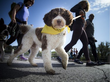 The Ottawa Humane Society held its biggest fundraiser of the year, the Wiggle Waggle Walk and Run which took place Saturday September 9, 2017 at Lansdowne Park.