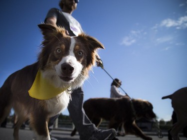 The Ottawa Humane Society held its biggest fundraiser of the year, the Wiggle Waggle Walk and Run which took place Saturday September 9, 2017 at Lansdowne Park.