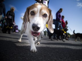 The Ottawa Humane Society's annual Wiggle Waggle Walk and Run, now its its 32nd year, has been cancelled, the OHS announced Tuesday.