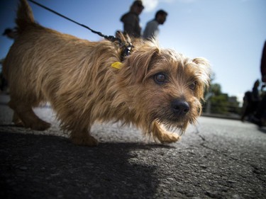 The Ottawa Humane Society held its biggest fundraiser of the year, the Wiggle Waggle Walk and Run which took place Saturday September 9, 2017 at Lansdowne Park.