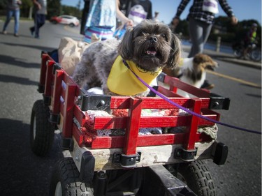 The Ottawa Humane Society held its biggest fundraiser of the year, the Wiggle Waggle Walk and Run which took place Saturday September 9, 2017 at Lansdowne Park. Dogs of all types; big, small, athletic or those few that needed a little extra help came out to take part in 3km walk and many other activities that took place throughout the day.   Ashley Fraser/Postmedia
Ashley Fraser, Postmedia