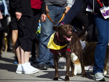 The Ottawa Humane Society held its biggest fundraiser of the year, the Wiggle Waggle Walk and Run which took place Saturday September 9, 2017 at Lansdowne Park. Dogs of all types; big, small, athletic or those few that needed a little extra help came out to take part in 3km walk and many other activities that took place throughout the day.   Ashley Fraser/Postmedia
Ashley Fraser, Postmedia