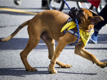 The Ottawa Humane Society held its biggest fundraiser of the year, the Wiggle Waggle Walk and Run which took place Saturday September 9, 2017 at Lansdowne Park.