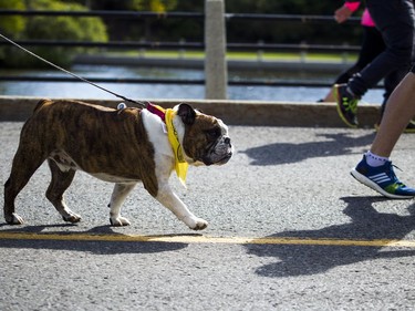 The Ottawa Humane Society held its biggest fundraiser of the year, the Wiggle Waggle Walk and Run which took place Saturday September 9, 2017 at Lansdowne Park.