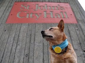 Finn, a five-year-old Australian cattle dog, is shown in front of city hall in St.John's, N.L., on Tuesday. The celebrity candidate has entered the mayoral race.