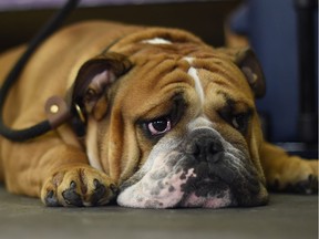 Some dogs must lie there, wondering what their owners could have been thinking when they decided on a name for their best friend. Good or bad, there's certainly plenty of variety in Ottawa dog names.