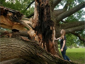 Brianna Smith gets close to the damaged tree.