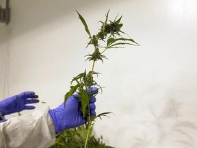 Ontario reportedly plans to open dozens of storefronts across the province to manage the sale and distribution of recreational marijuana after the federal government legalizes its recreational use. Production staff harvest marijuana plants inside the flowering room at Harvest One Cannabis Inc. in Duncan, B.C., on Friday, August 4, 2017. THE CANADIAN PRESS/Chad Hipolito