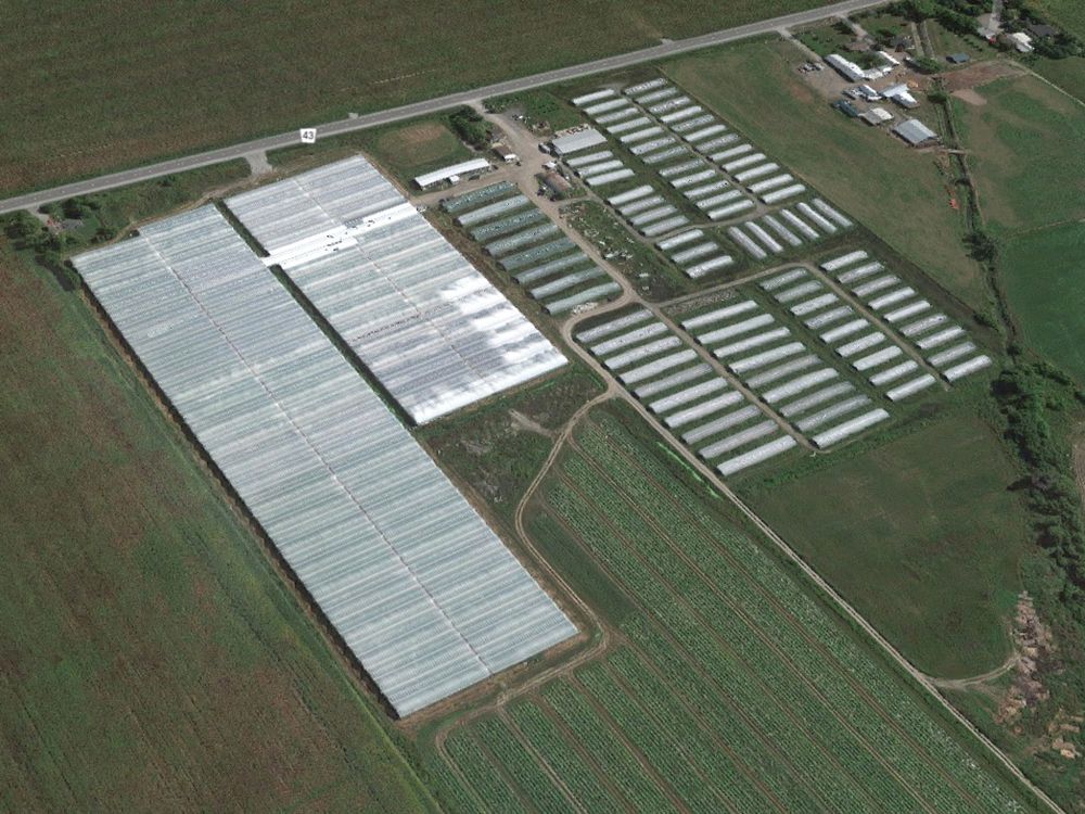 Greelyarea greenhouses could Ottawa's first legal growop