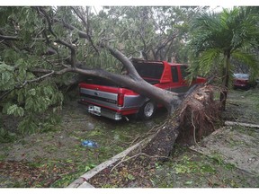 MIAMI, FL - SEPTEMBER 10: A tree is seen toppled onto a pickup truck after being knocked down by the high winds as Hurricane Irma arrives on September 10, 2017 in Miami, Florida.  Hurricane Irma made landfall in the Florida Keys on Sunday, lashing the state with 130 mph winds.